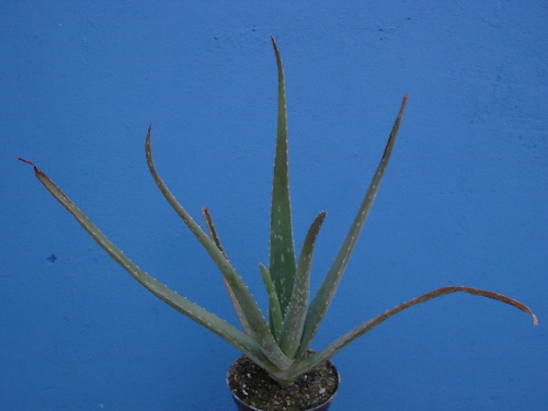 aloe vera 3 lata